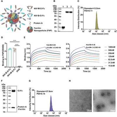 A highly effective ferritin-based divalent nanoparticle vaccine shields Syrian hamsters against lethal Nipah virus